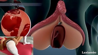 Anatomy And Physiology Of Female Orgasm